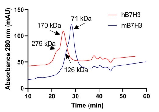 Chromatograms of human 4Ig-B7-H3 and murine 2Ig-B7-H3 with their calculated molecular weights.jpg